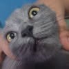 Christian's cat avatar